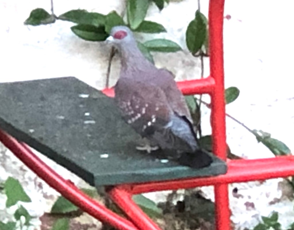 This image has an empty alt attribute; its file name is img_3528.jpg